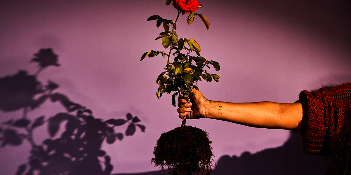 The Bleeding Tree by Angus Cerini The Blue Room Theatre